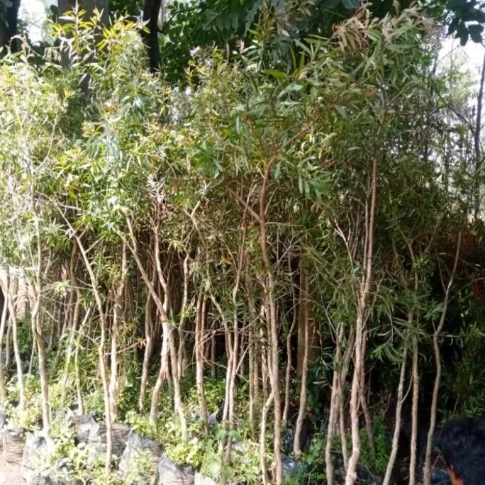Pohon hias kayu putih tinggi 2meter