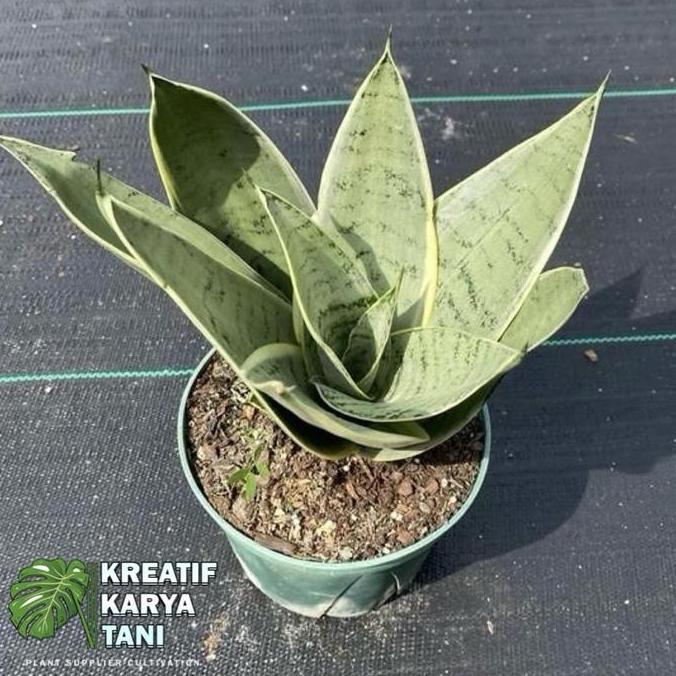 TERBARU|TERMURAH|BARU|PREMIUM|TERLARIS|GARANSI|DISKON|PROMO TANAMAN HIAS SANSIVERA MINI SILVER - SAN