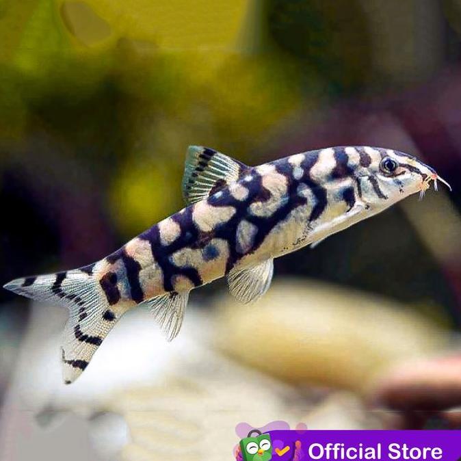 Skyfish- Botia India / Ikan Hias Aquascape