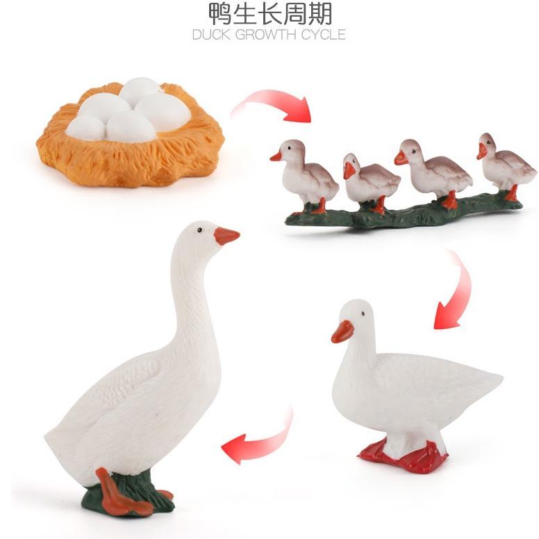 Termurah  Mainan Binatang Edukasi Anak Tk Sd Hewan Belajar Mengenal Metamorfosis Simulasi Hewan Main