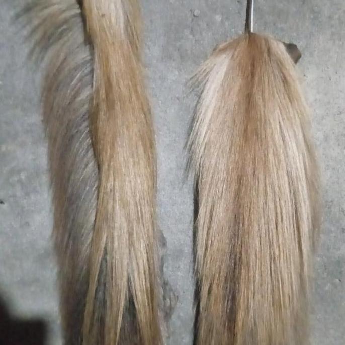 rambut kuda asli siap pakai bulu tebal lulang kering