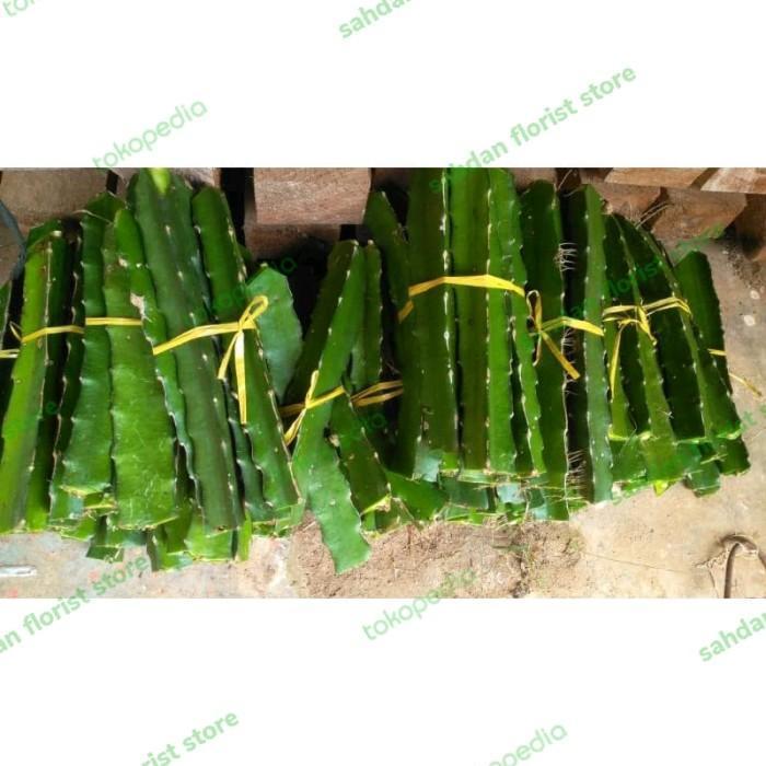 bibit stek buah naga kuning super / bibit stek batang buah naga kuning TOB1