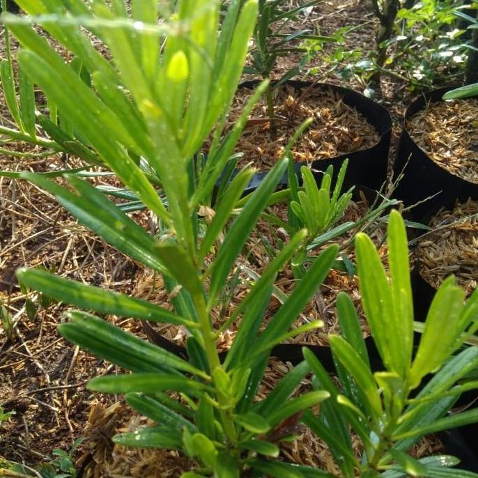 Tanaman bibit lo han sung