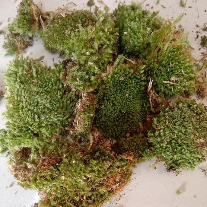 media tanam lumut / moss 1kg