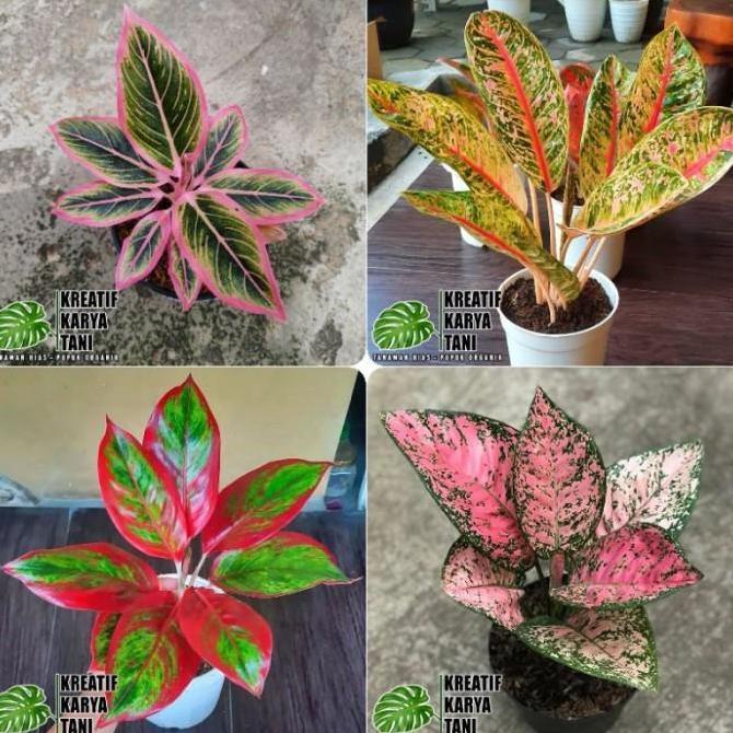 Tanaman hias aglonema - Aglonema - Aglonema tanaman hidup