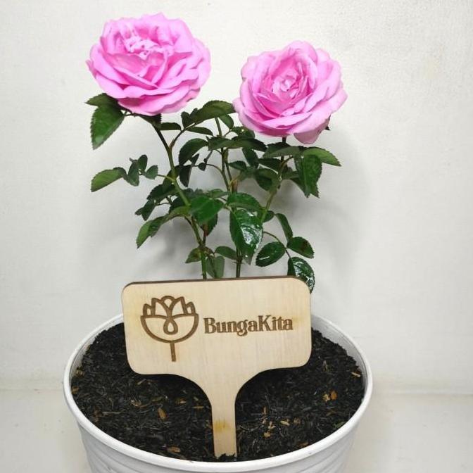 Tanaman Hias Bunga Mawar Super Wangi | MAWAR DAMASCENA