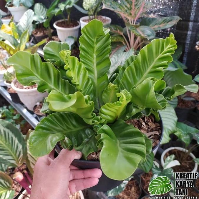 Tanaman hias kadaka lasagna - Kadaka Lasagna