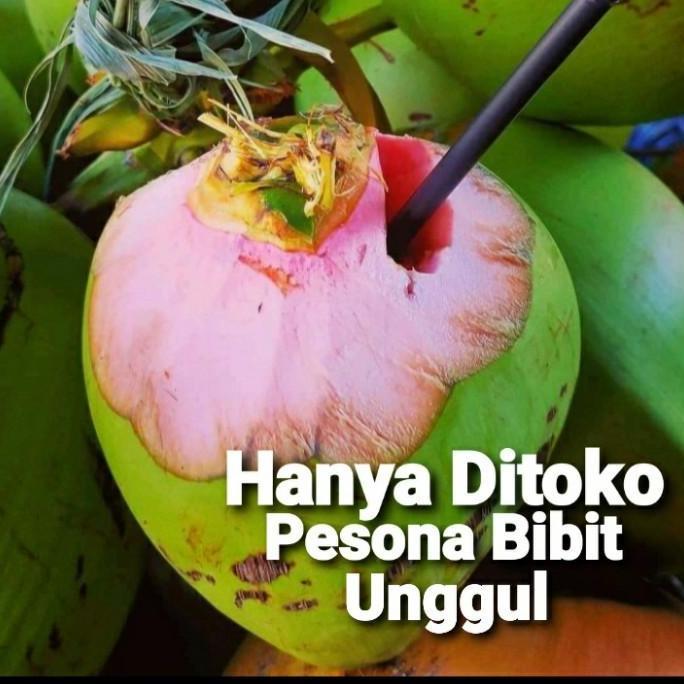 Bibit Kelapa Wulung, Kelapa Hijau Wulung, Kelapa Ijo Wulung Asli 100%