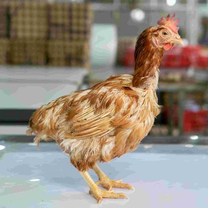 Beff- Ayam Merah Promo Berat 1.8 Sd 2Kg Berat Hidup/Ayam Afkir/Ayam Layer/Ayam Kampung/