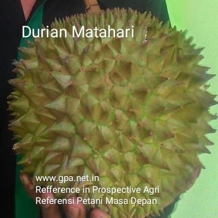 Entres Durian Matahari (5 Entres)