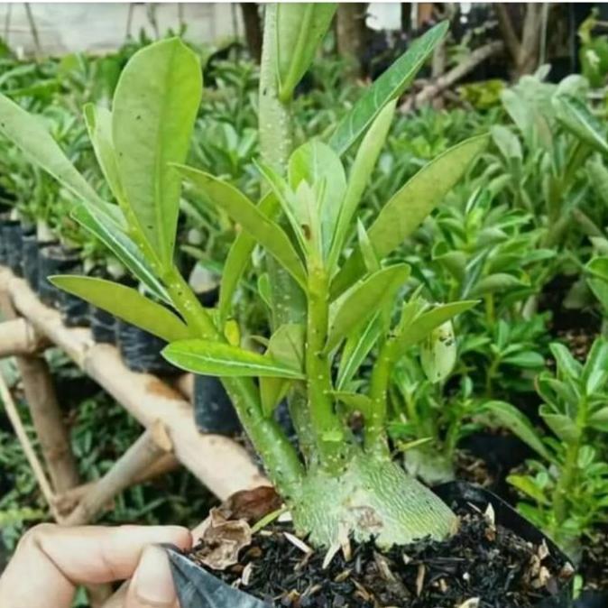KAMBOJA JEPANG BONGGOL BESAR ADENIUM