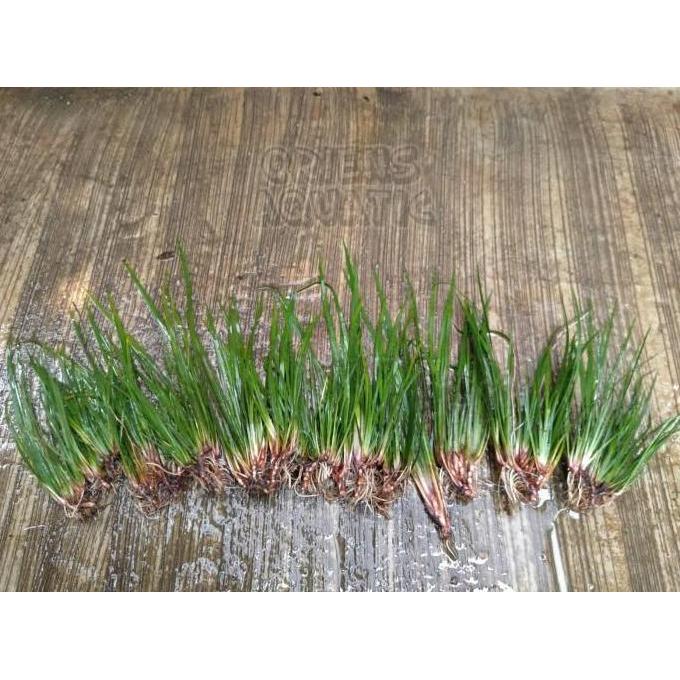 Tanaman Paludarium/Terarium - Acorus Calamus