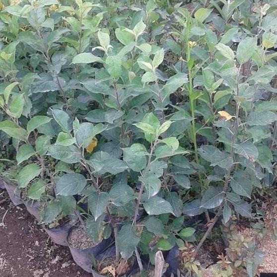 bibit apel malang hijau