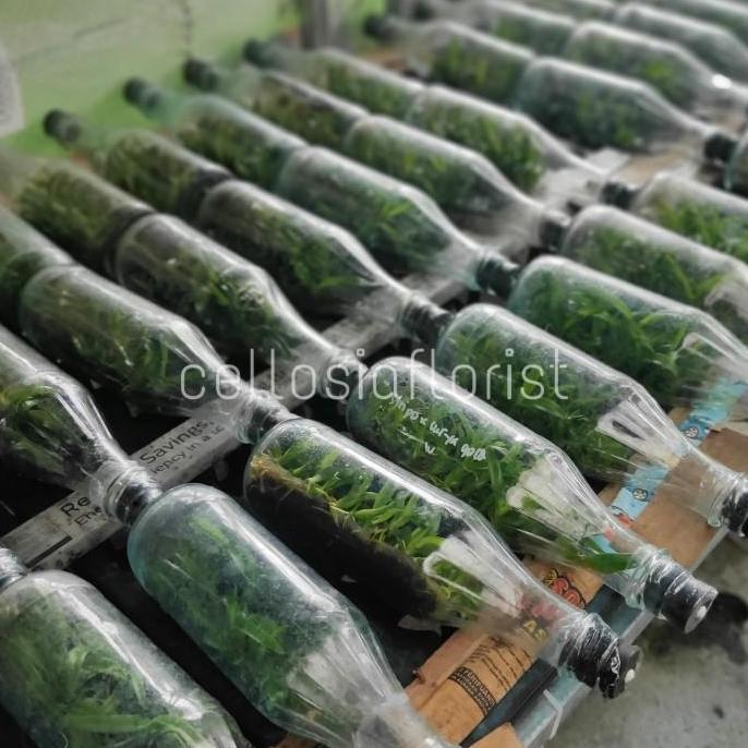 Bibit Anggrek Bulan Botol / Anggrek Botolan