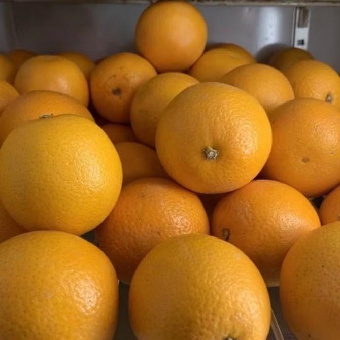 Fruting- Jeruk Sunkist Navel Import / Jeruk Navel Import Termurah / Jeruk Navel Orange / Jeruk Navel
