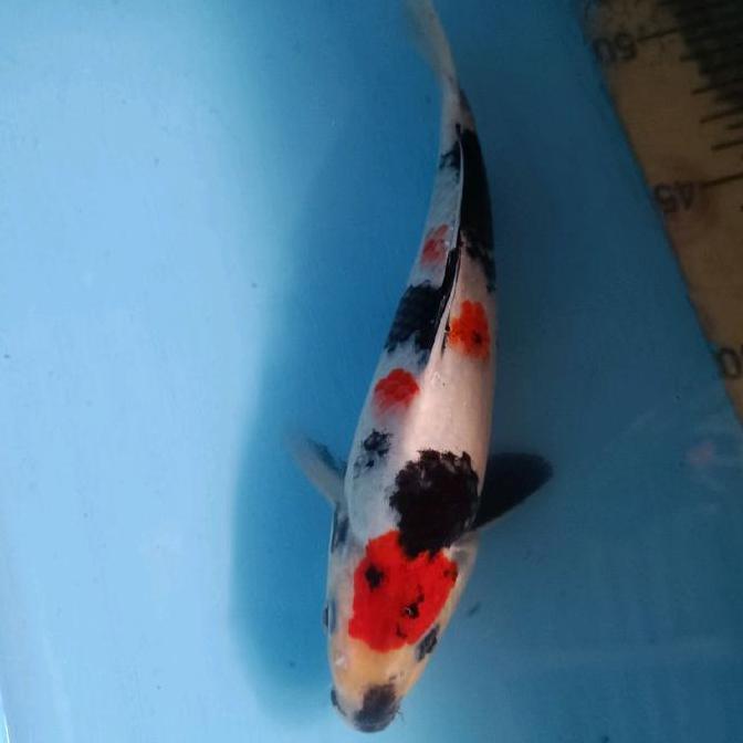 Promo Koi Blitar Kindai Showa Readyjuga Chagoi Kohaku Sanke