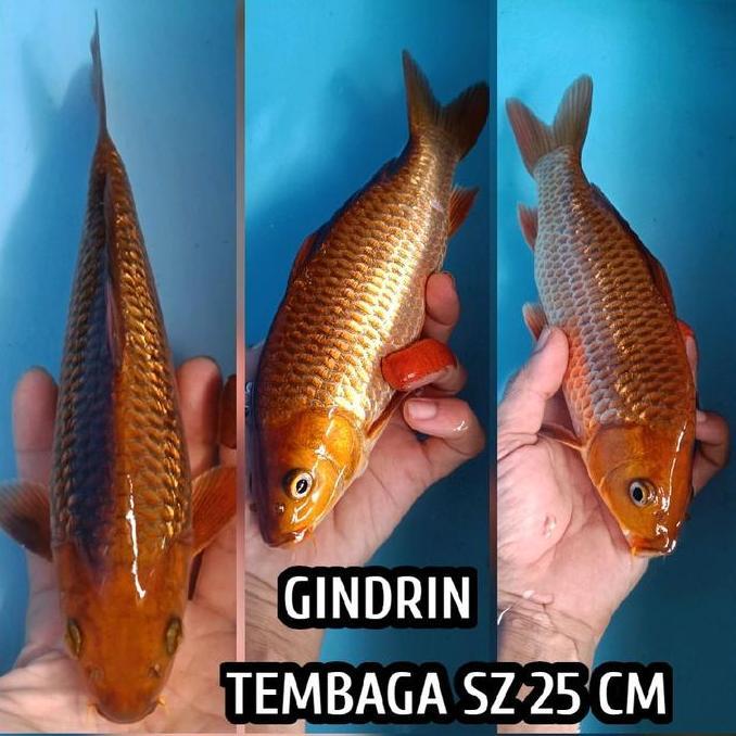 Murah Koi Blitar Chagoi Tembaga Jinak
