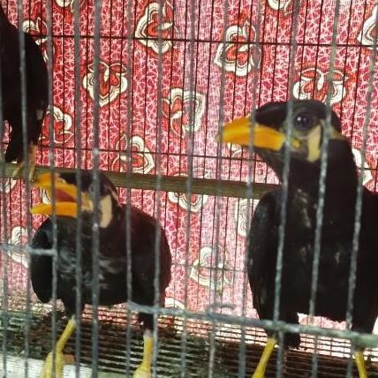 burung beo muda hutan