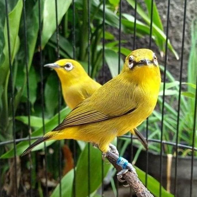 burung pleci dakun pacitan jantan pilihan