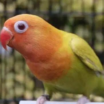 LOVEBIRD PF /LOVEBIRD PALE FALLOW