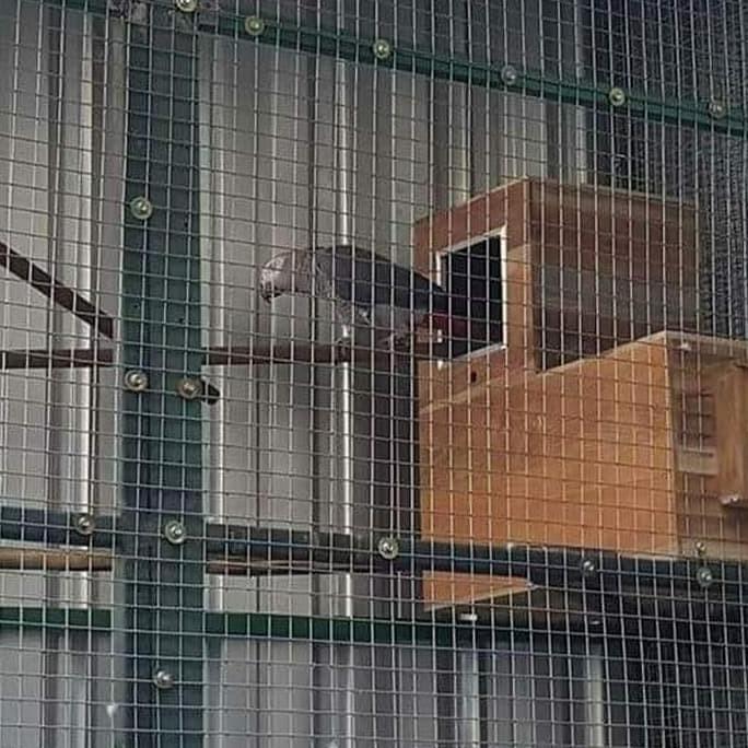 Glodok kaca L Jumbo Sangkar Bertelur Burung Parrots Medium Afgrey Kakatua Amazon