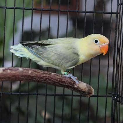 LOVEBIRD PB EWING /LOVEBIRD MURAH
