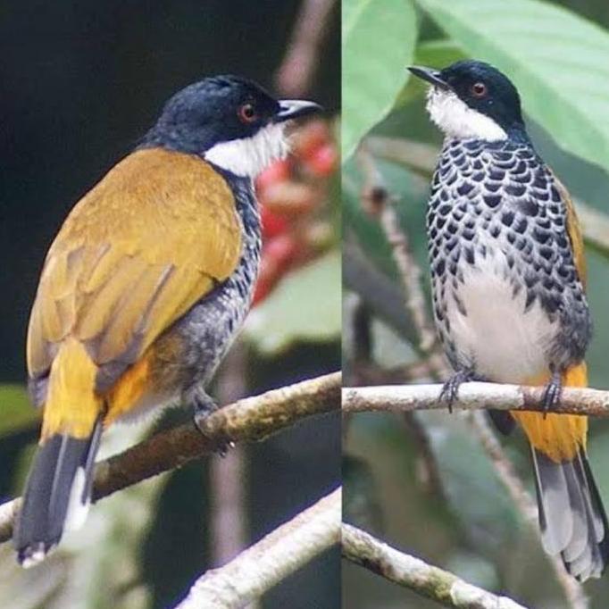 Burung kutilang mutiara sepasang
