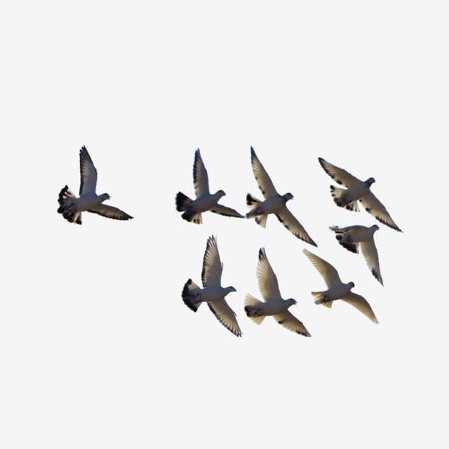 VETAFARM TABLET BLUD ISI 100 - MERPATI PIGEON