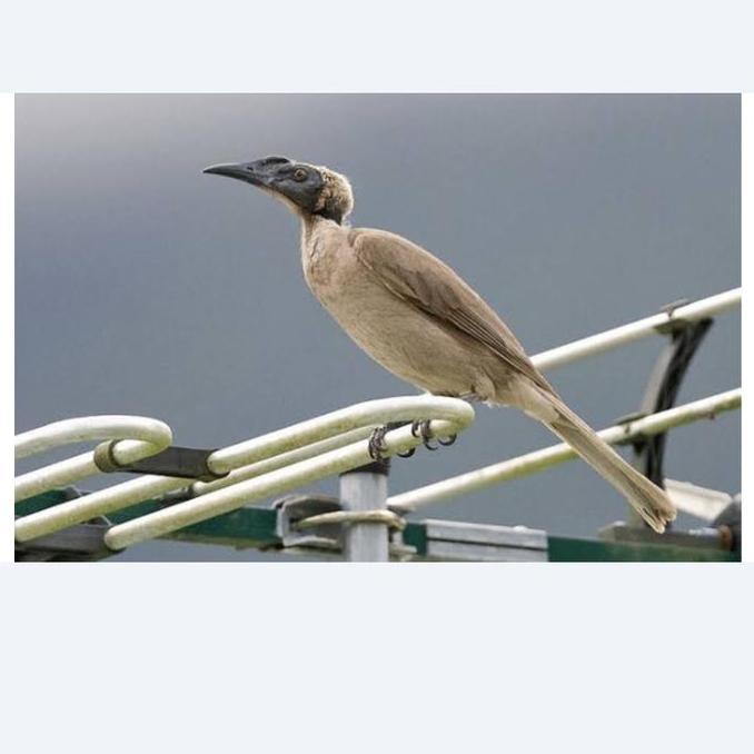 Burung Cucak timor atau koak koak
