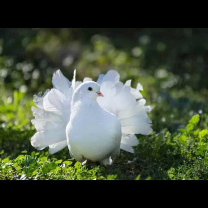 Burung merpati kipas satu ekor