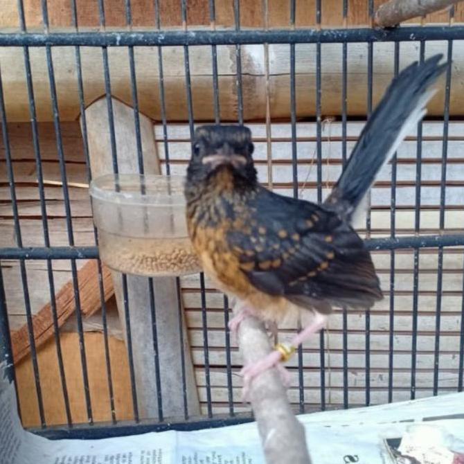 burung murai trotol betina