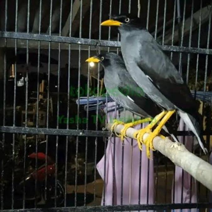 Burung jalak kebo sepasang siap produksi