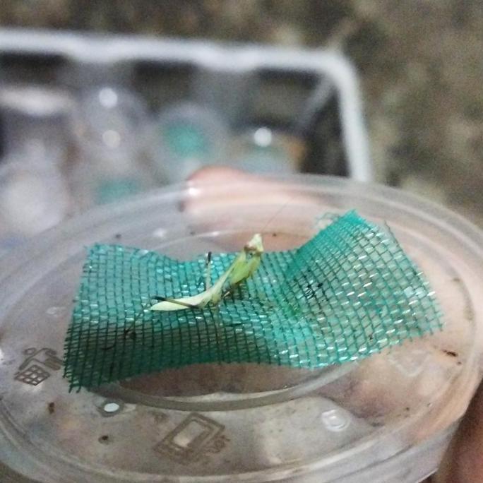 maantis rhombodera extenticolis/belalang sembah/Mantis hias