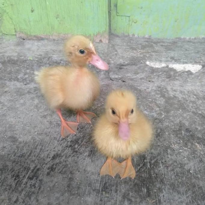 Anak Bebek hidup (Jinak)