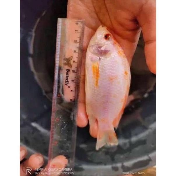 Bibit ikan nila monosex 2 jari up full
