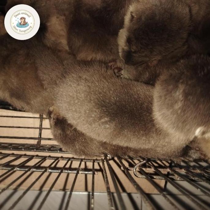 baby otter/ Berang berang jumboan umur 2 bulan lucu
