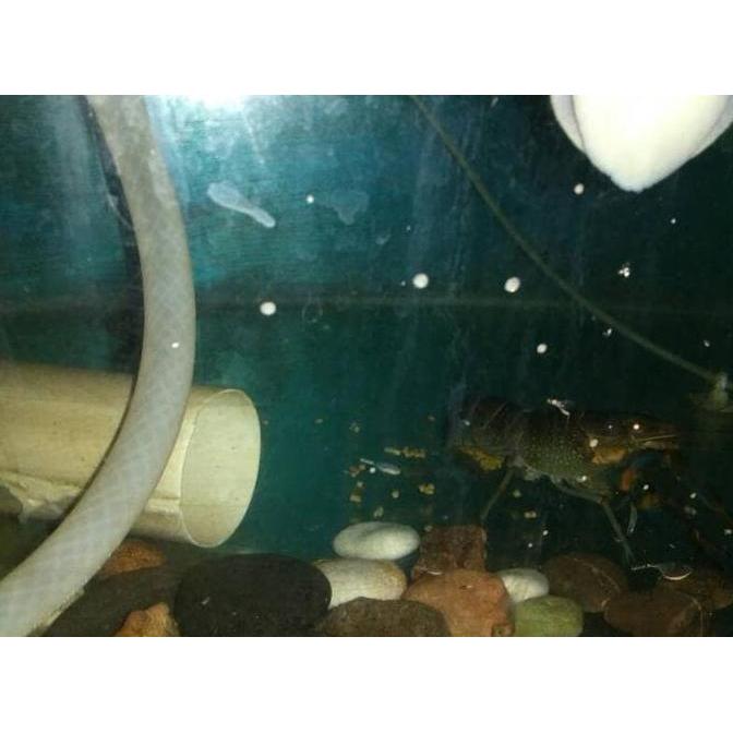 paket biangan udang raksasa 4"-5" (lobster air tawar)