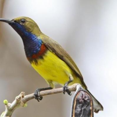 PAKAN HARIAN KOLIBRI RUDJAK NEKTAR 130 ML NEKTAR RUJAK 130 ML