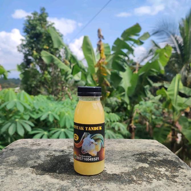 Minyak Tanduk Dari Lemak Biyawak Murni  100ml