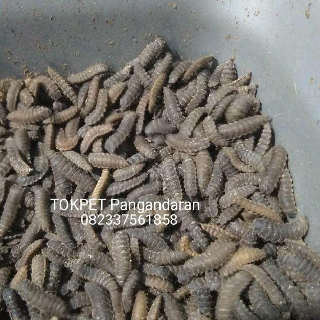 BIBIT MAGGOT BSF 100 GR prepupa lalat