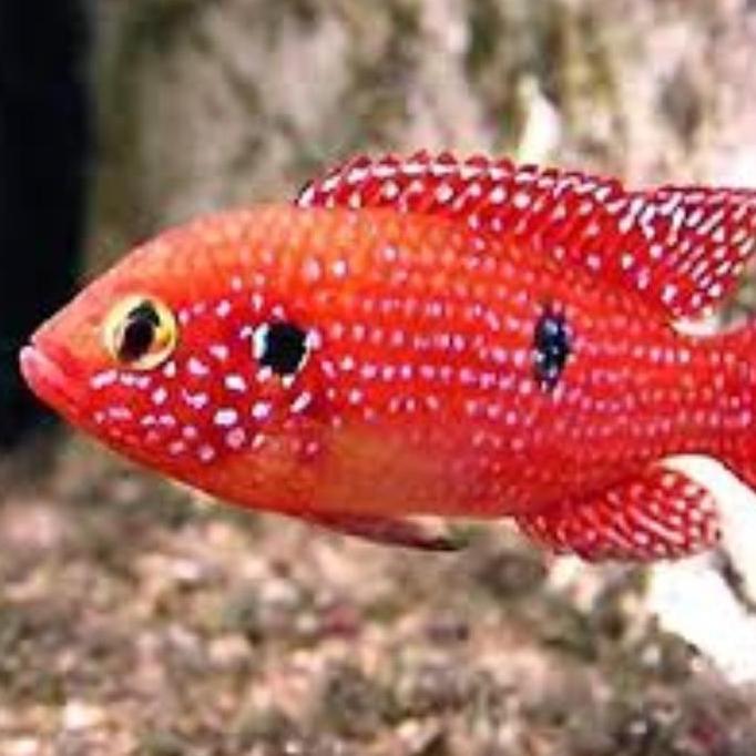 red jewel cichlid