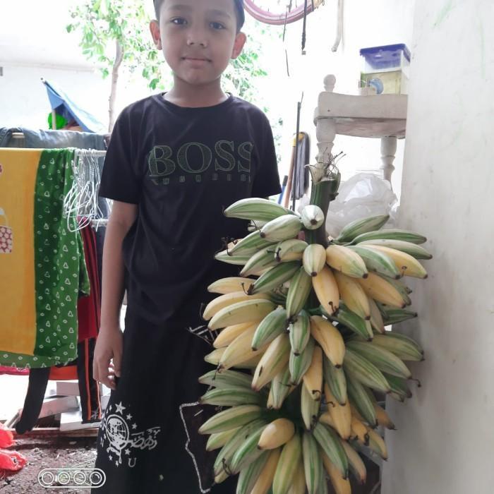 Bibit Tanaman Hias Buah Pisang Varigata putih Cantik Dan Unik best viral