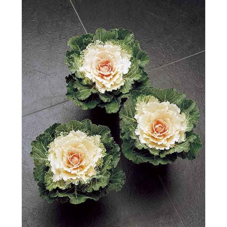 Benih Bibit Biji - Flowering Kale Songbird White F1 Kale Ornamental Seeds - IMPORT
