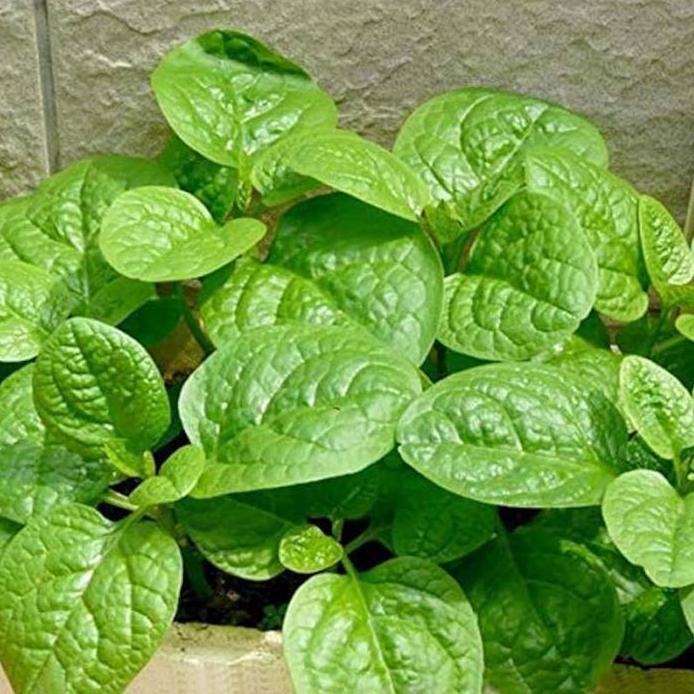 Benih Bibit Biji - Bayam Malabar Spinach Big Round Leaf Seeds - IMPORT