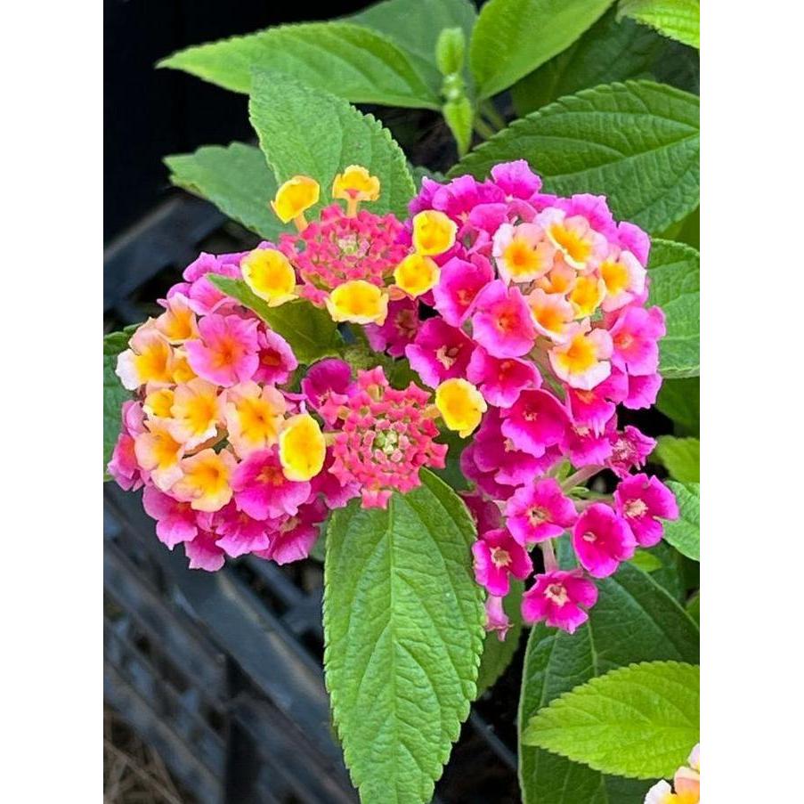 Benih Bibit Biji - Lantana Camara Bunga Tahi Ayam Tembelekan Flower Seeds - IMPORT