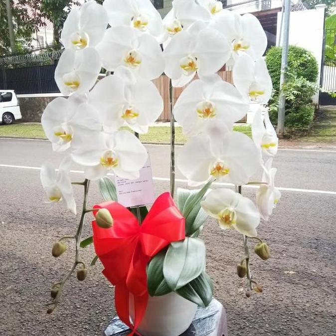 Anggrek Bulan premium jumbo