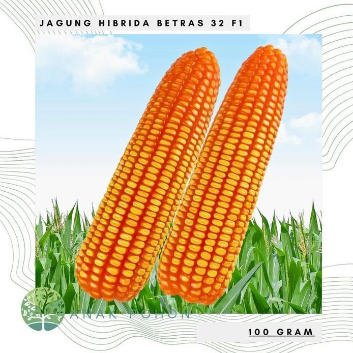 (100 GRAM) Benih Bibit Biji - Jagung Hibrida BETRAS 32 F1 Oranye - Repack Kemasan Asli BINTANG ASIA 
