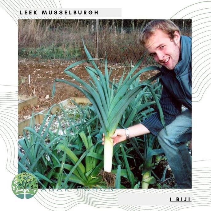 Benih Bibit Biji - Leek Musselburgh Daun Bawang Prei Besar Seeds - IMPORT