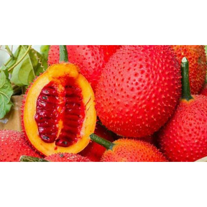 Benih / Bibit / Biji - GAC Fruit (Momordica cochinchinensis) - IMPORT