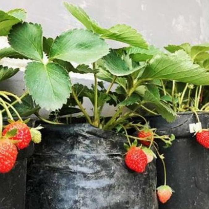 ( 600 Butir ) Benih Strawberry Mencir | Dataran Rendah